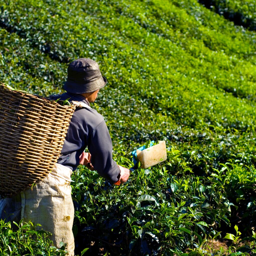 Bir-tea-Factory