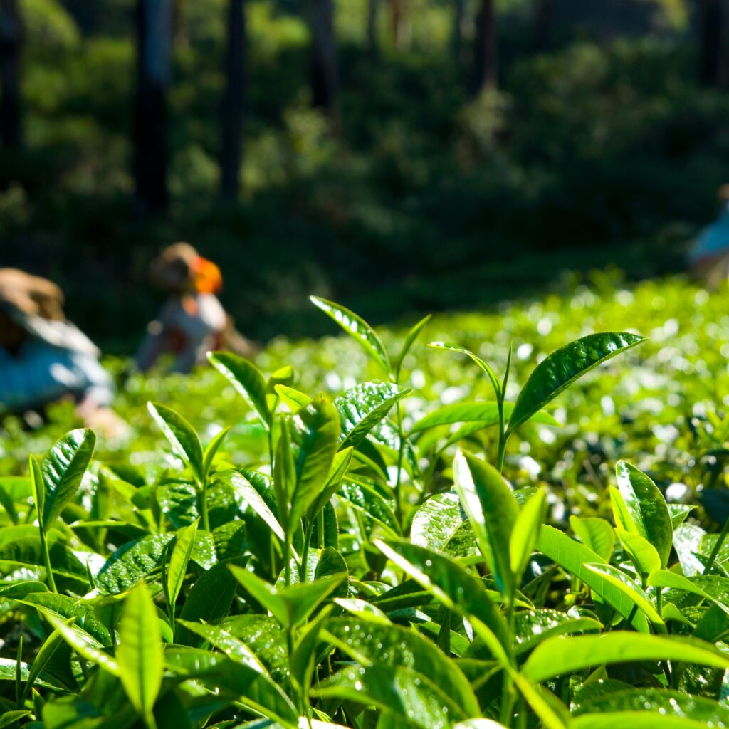 Bir Tea Factory
