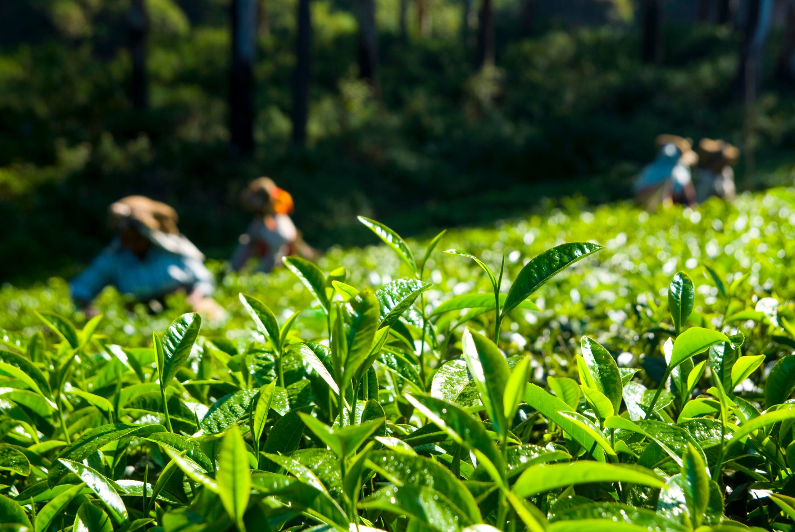 Bir Tea Factory